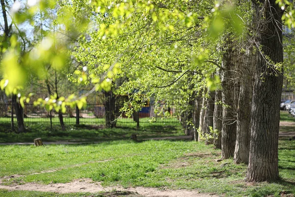 Natureza de primavera. Folhas e arbustos com as primeiras folhas verdes em — Fotografia de Stock