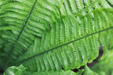 Yatay yaz mevsimindeyiz. Yeşil ağaç ve otların arasında kırsal arazi