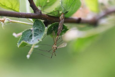 Böcekler bitkilerden tedavisinde