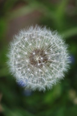 çiftlik doğada açık