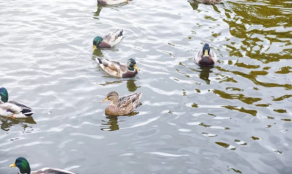 Vögel auf dem Teich. ein Schwarm Enten und Tauben am Wasser. mi — Stockfoto