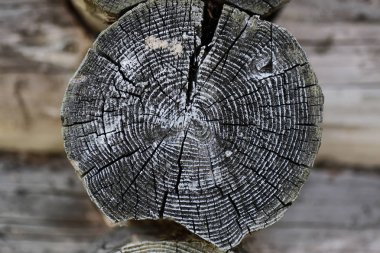 günlük popo daireler kesmek