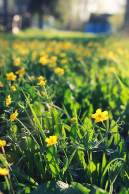 çim ve çiçek bir alanda bahar