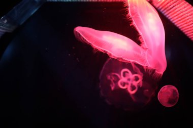 Çok renkli denizanası su altında yüzmek