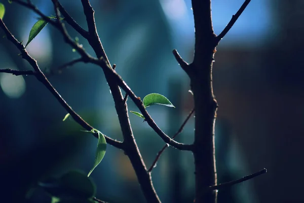 New leaf on a branch — Stock Photo, Image