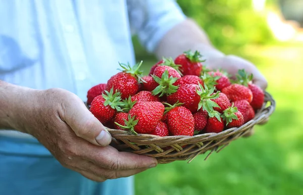 Φράουλες στο προτεταμένο χέρι — Φωτογραφία Αρχείου