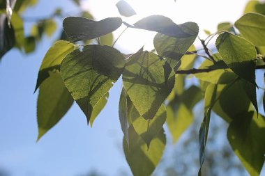 Taze yeşil ağaçların üzerinde açık mavi gökyüzü bırakır.