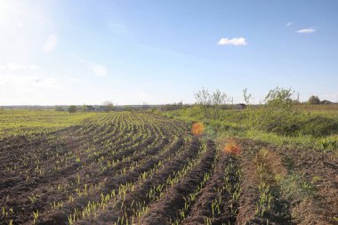 Yatay yaz mevsimindeyiz. Yeşil ağaç ve otların arasında kırsal arazi