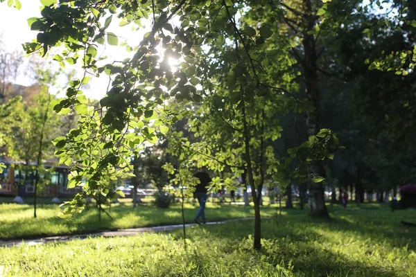 Парк листьев солнца — стоковое фото