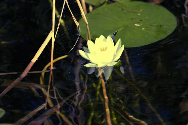 Witte waterlelie — Stockfoto