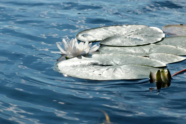 Nénuphar blanc — Photo