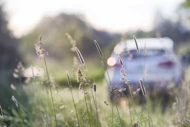 Yatay yaz mevsimindeyiz. Yeşil ağaç ve otların arasında kırsal arazi