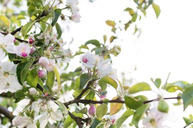 Erken Bahar çiçekli elma ağacı parlak beyaz çiçekli