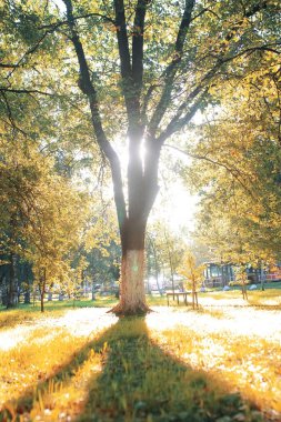 sonbahar park yaprak güneş