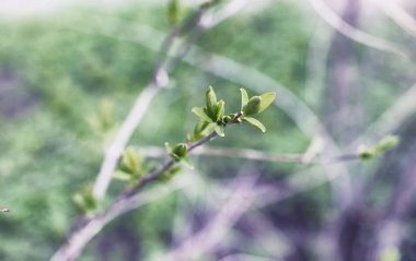 Yatay yaz mevsimindeyiz. Yeşil ağaç ve otların arasında kırsal arazi