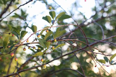elma meyve ağacı üzerinde