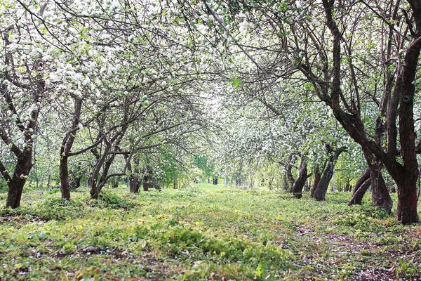 Elma ağacı ile parlak beyaz çiçek çiçeklenme — Stok fotoğraf