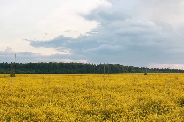 El paisaje es verano. Árboles verdes y hierba en una tierra rural —  Fotos de Stock