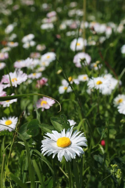 Fattoria nella natura all'aperto — Foto Stock