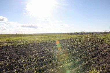 Yatay yaz mevsimindeyiz. Yeşil ağaç ve otların arasında kırsal arazi