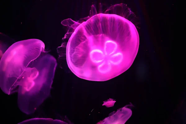 Vícebarevné medúzy plavat pod vodou — Stock fotografie