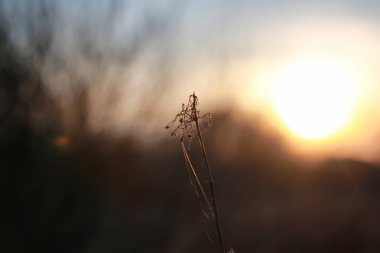 bahar günbatımı dalda