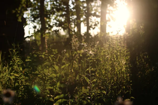 Huş ve ot günbatımı kırsal üzerinde 