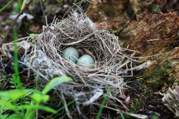 Het nest van de vogel in de natuur — Stockfoto