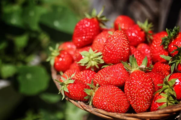 Strawberry on wicker bag outdoor — Stock Photo, Image