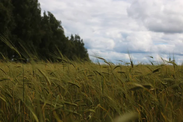 Rozs gabona a mező — Stock Fotó