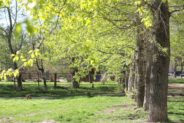 Bahar doğa. Yaprakları ve çalılar ilk yeşil yaprakları ile 