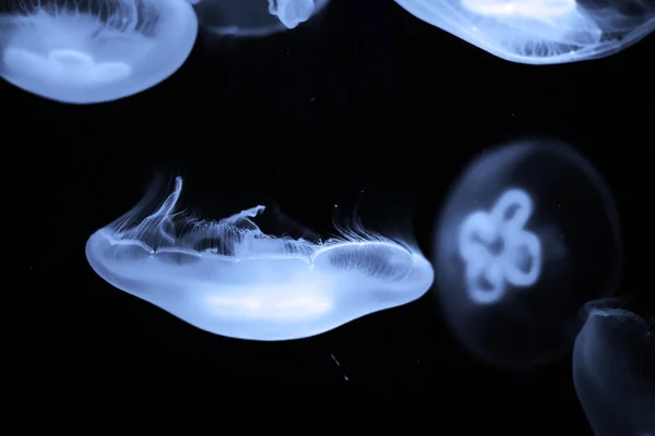 Modré medúzy plavat pod vodou — Stock fotografie