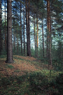 Parlak bahar, şafakta ormanda yeşilleniyor. Doğa ilkbaharın başlarında canlanır..