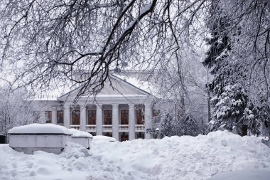 Kış orman manzarası. Kar altında uzun ağaçlar. Ocak 1