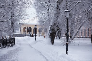 Kış orman manzarası. Kar altında uzun ağaçlar. Ocak 1