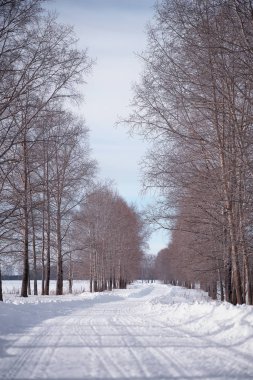 Kış orman manzarası. Kar altında uzun ağaçlar. Ocak 1