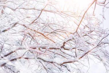 Kış manzarası. Karların altındaki orman. Parkta kış.