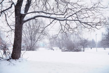 Kış orman manzarası. Kar altında uzun ağaçlar. Ocak 1