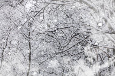 Kış manzarası. Karların altındaki orman. Parkta kış.