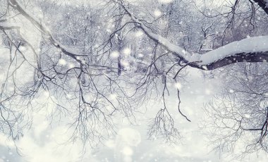 Kış orman manzarası. Kar altında uzun ağaçlar. Ocak 1