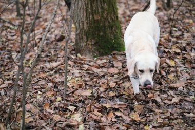 Bir yürüyüş ve sonbaharında genç kız