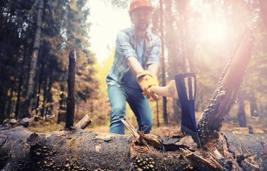 Male worker with an ax chopping a tree in the forest.