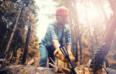 Male worker with an ax chopping a tree in the forest.
