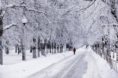 Kış orman manzarası. Kar altında uzun ağaçlar. Ocak 1