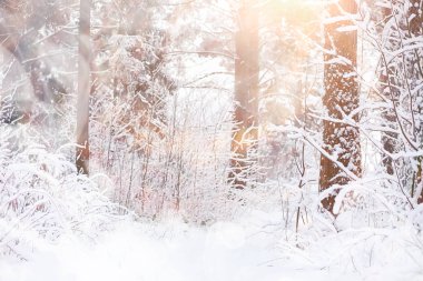 Kış manzarası. Karların altındaki orman. Parkta kış.