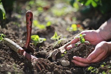 Eller yere iniş için küçük Fideler