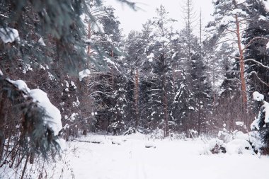 Kış orman manzarası. Kar altında uzun ağaçlar. Ocak 1