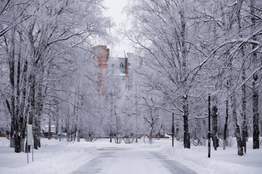 Kış orman manzarası. Kar altında uzun ağaçlar. Ocak 1