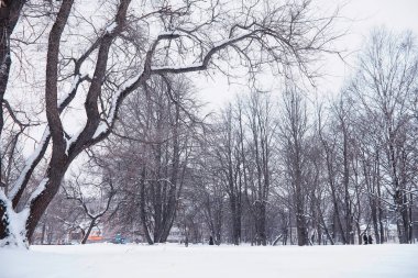 Kış orman manzarası. Kar altında uzun ağaçlar. Ocak 1