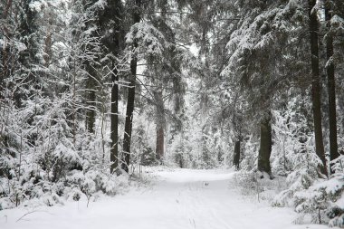 Kış manzarası. Karların altındaki orman. Parkta kış.